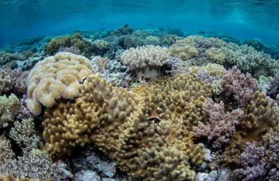 barriera corallina indonesia