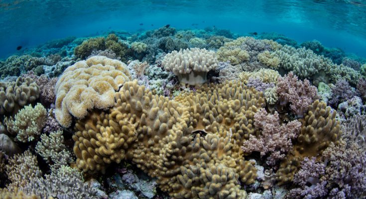 barriera corallina indonesia
