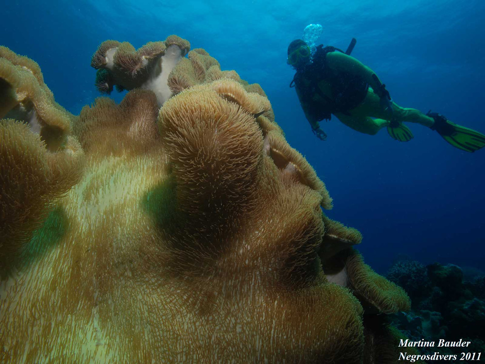 coralli-dumaguete-immersioni offerta sub