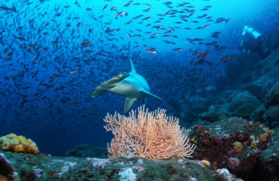 galapagos-subacquea-offerta
