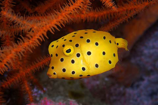 immersioni sub offerta crociere aggressor