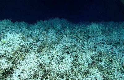 habitat corallino coralli bianchi