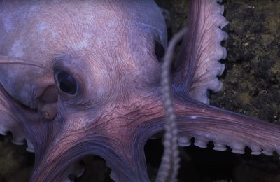 secrects of the octopuses