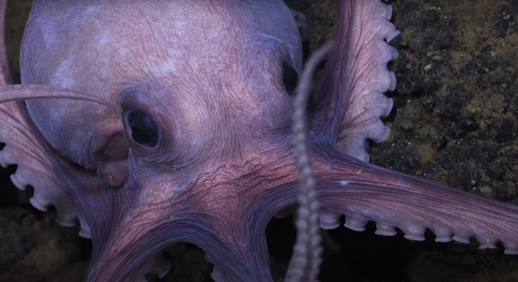 secrects of the octopuses