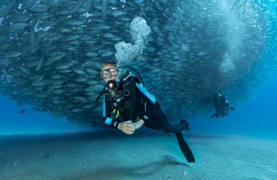 Baja California sardine run