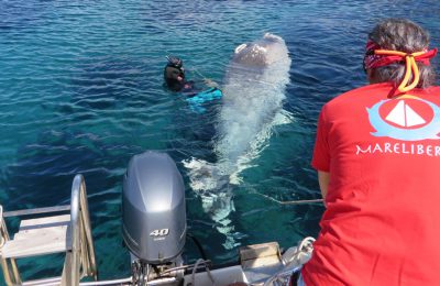 Zifio elba recupero cetaceo delfino