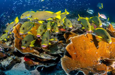 raja ampat biodiversita