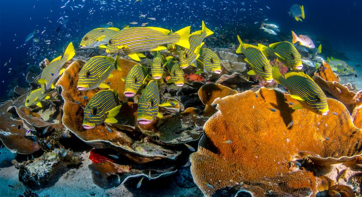 raja ampat biodiversita