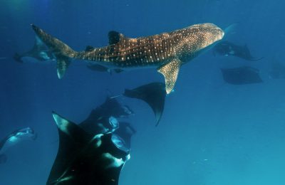 maldive mante squalo balena