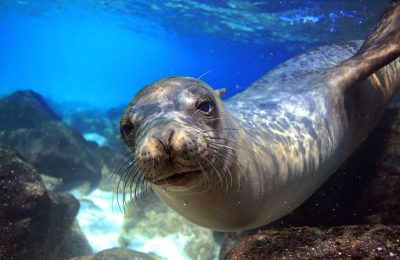 foca galapagos crociera subacquea