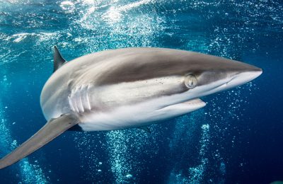 squalo seta migrazione record