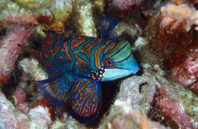 indonesia albatros top boat pesce mandarino