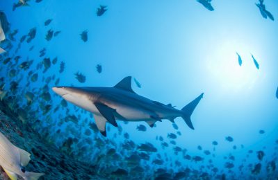 liveaboard- micronesia spawning subacquea