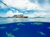 squali isole tahiti polinesia