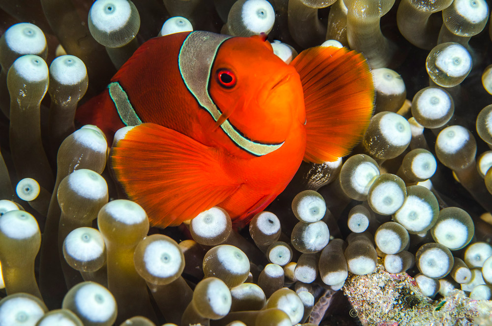 Raja Ampat – Pesce pagliaccio fra i bellissimi tentacoli delle attinie portfolio fotosub