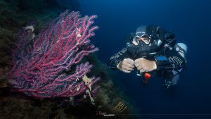 gorgonia immersione sub secca gonzatti