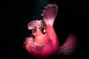 pesce fondale macro fotografia lembeh indonesia