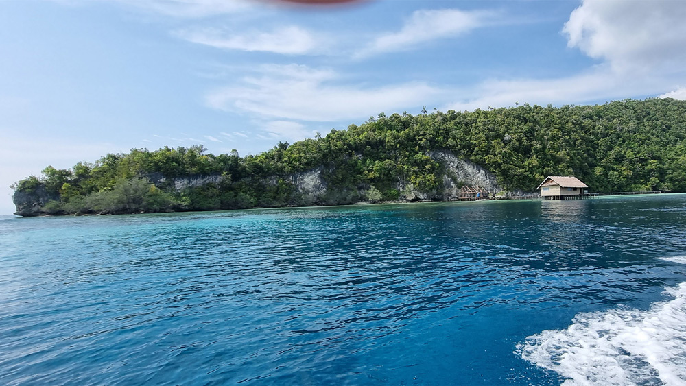 raja ampat reintroduzione squali progetto