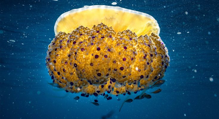 medusa gialla mediterraneo