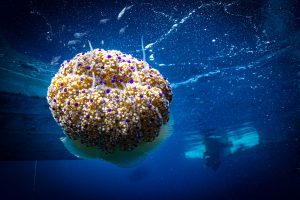 meduse mare subacquea puntura