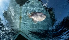 Pesce balestra nel Mar Mediterraneo, riflesso sotto la superficie vicino a una barca