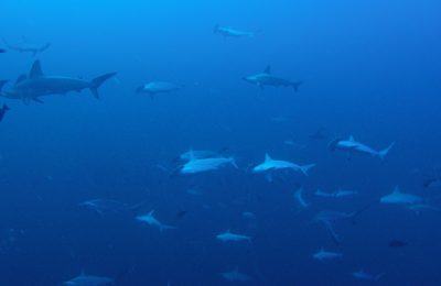 ricerca danishark martello subacquea socorro