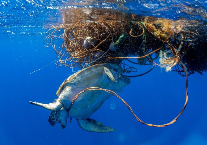 Bycatch e ghost gear seminario risoluzione