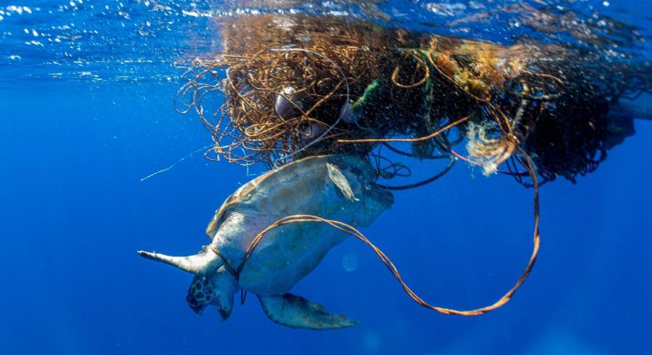 Bycatch e ghost gear seminario risoluzione