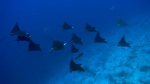 crociera-subacquea-maldive-pasqua