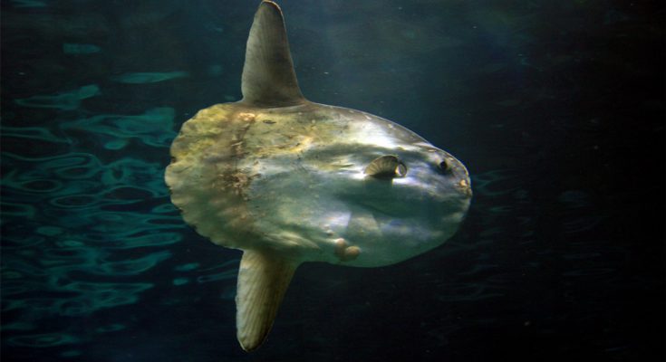 mola mola lembongan indonesia immersioni