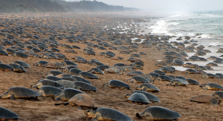 Migliaia di tartarughe olivacee affollano la spiaggia di Rushikulya, India, per la loro nidificazione di massa annuale.