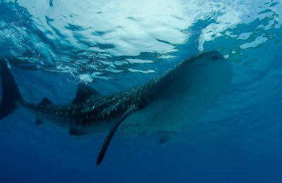 Squalo balena ripreso vicino alla superficie dell’acqua nelle acque delle Maldive