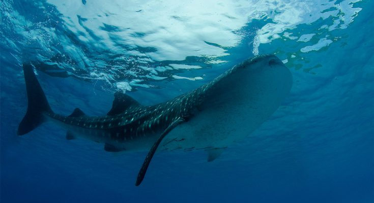 Squalo balena ripreso vicino alla superficie dell’acqua nelle acque delle Maldive