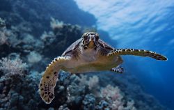 tartaruga marina subacquea egitto safari crociera