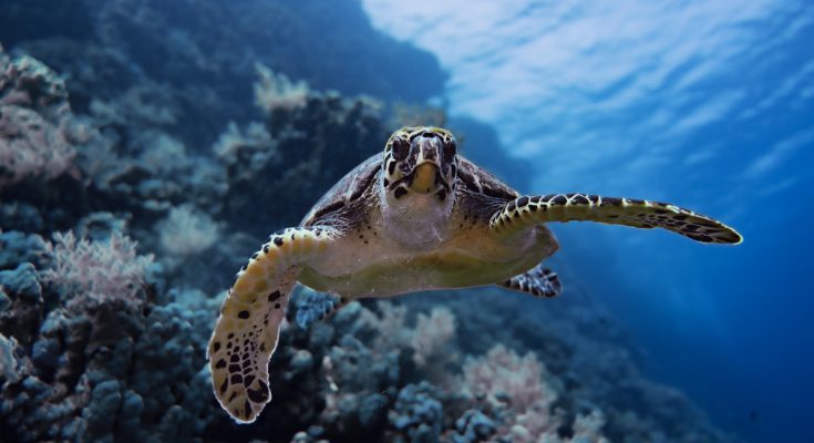 tartaruga marina subacquea egitto safari crociera