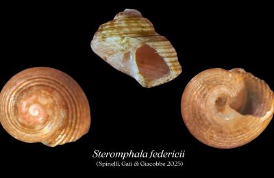Steromphala federicii nuovo mollusco mar rosso