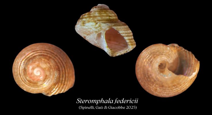Steromphala federicii nuovo mollusco mar rosso