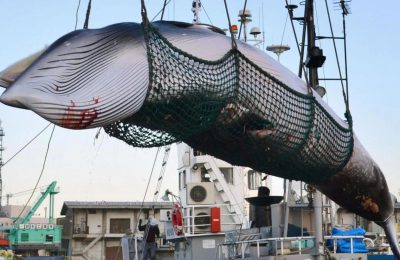 Stop caccia alle balene islanda
