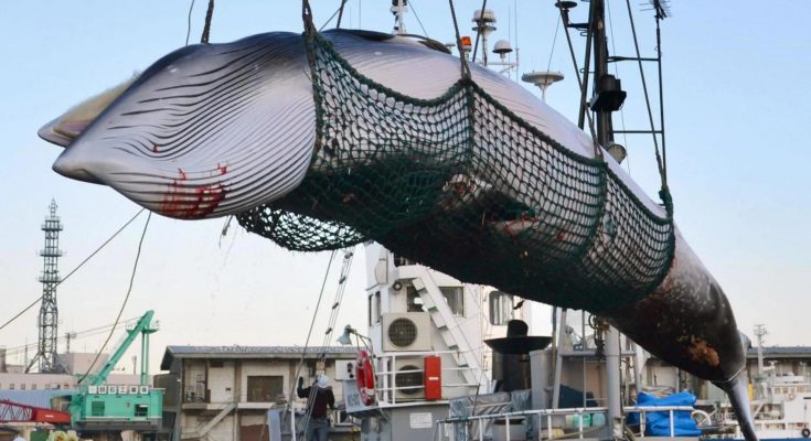 Stop caccia alle balene islanda