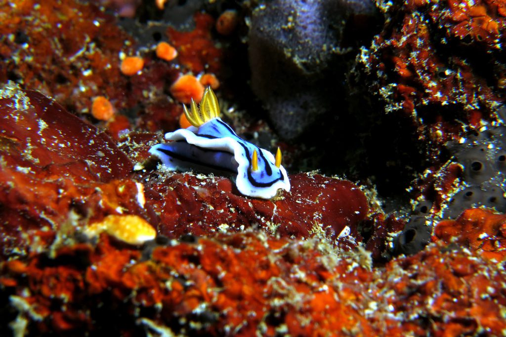 Pese nudibrancoc chromodoris nel mare delle Filippine