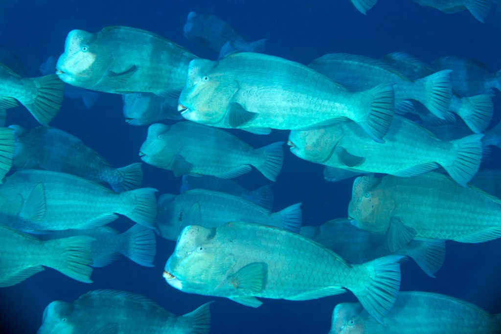 Pesce pappagallo gobbato in gruppo in micronesia