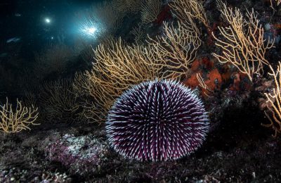 Riccio di mare con simmetria radiale fotografato su fondale roccioso con gorgonie, esempio di geometria funzionale negli organismi marini