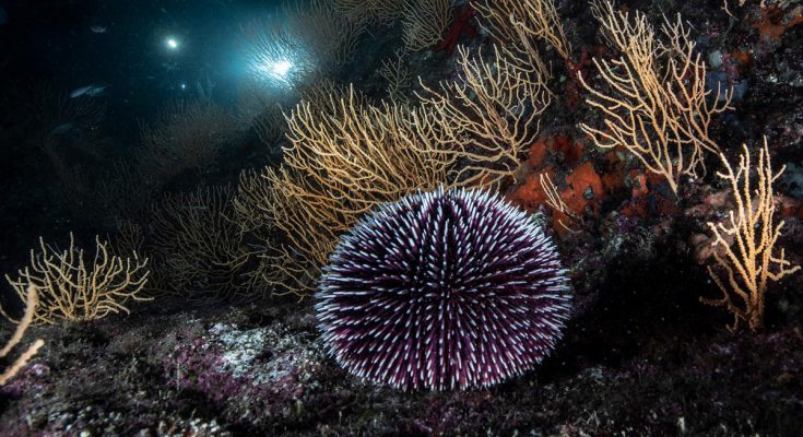 Riccio di mare con simmetria radiale fotografato su fondale roccioso con gorgonie, esempio di geometria funzionale negli organismi marini