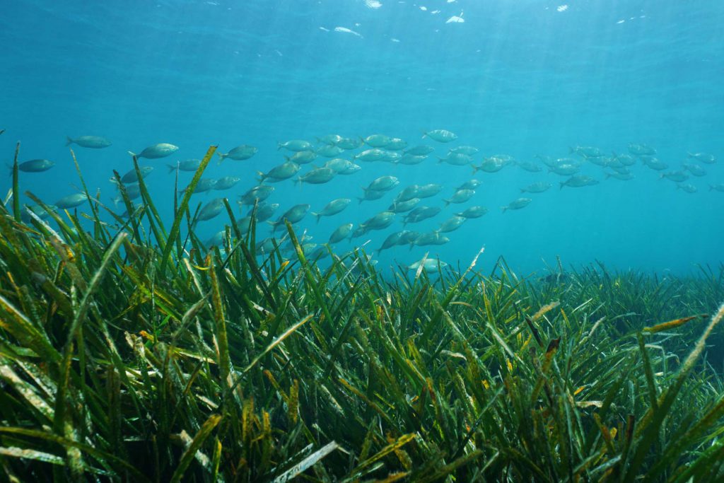 Banco di pesci su prateria di Posidonia sottomarina.