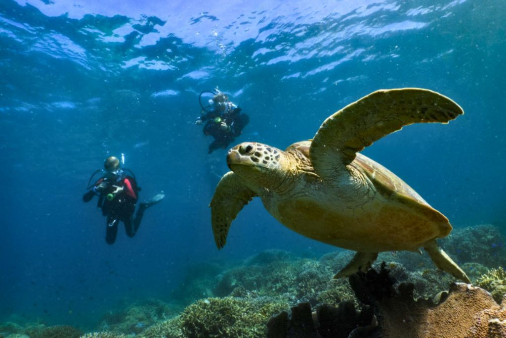 Subacquei durante un'immersione con tartaruga marina al Talisay Turtle Point, Moalboal, Cebu, Filippine.