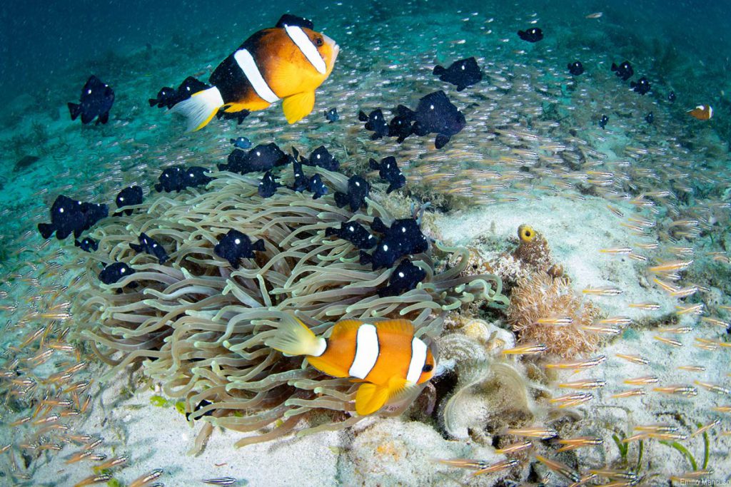 Pesci pagliaccio e il loro anemone