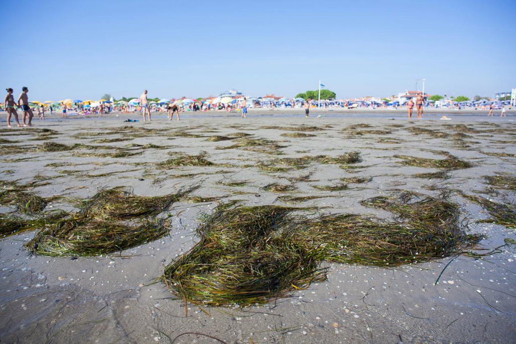 Ampia distesa di Posidonia oceanica e altre alghe spiaggiate su una spiaggia sabbiosa 