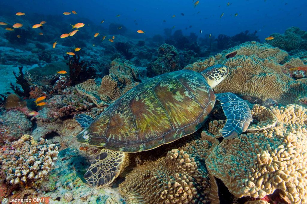 Tartaruga marina verde che nuota vicino al corallo colorato nell'oceano