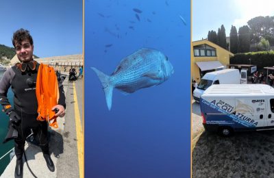 acquazzurra 40 anni mares