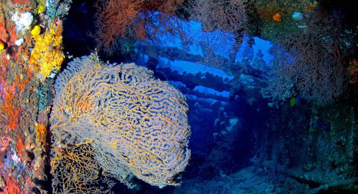 colonizzazione marina relitti